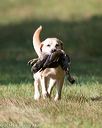 20140810-shl-0080