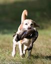 20140810-shl-0084