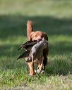 20140810-shl-0276