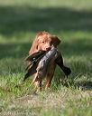 20140810-shl-0278