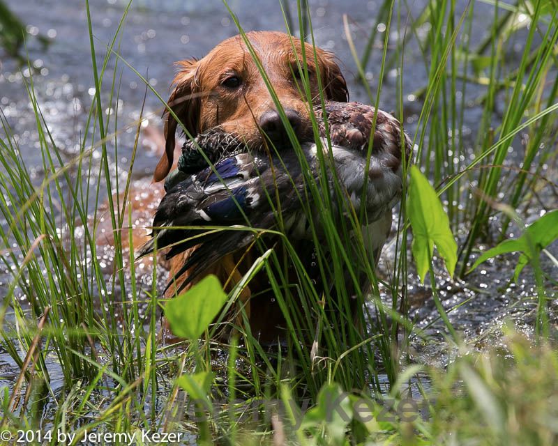 20140810-shw-0236.jpg
