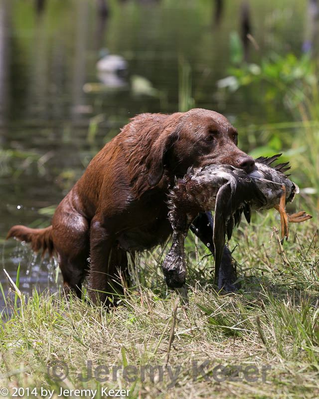20140810-shw-0385.jpg