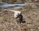 20150412-gshrc-0279
