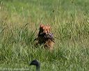 20150801-lrcgb-0323