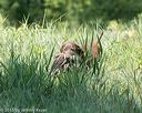 20150801-lrcgb-0598