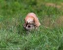 20150801-lrcgb-0826