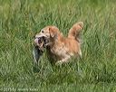 20150801-lrcgb-0971