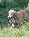 20150801-lrcgb-1003