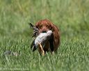 20150801-lrcgb-1060