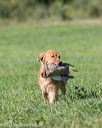 20150912-shrl-0518