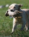 20150912-shrl-0570
