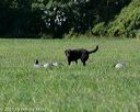 20150912-shrl-0574