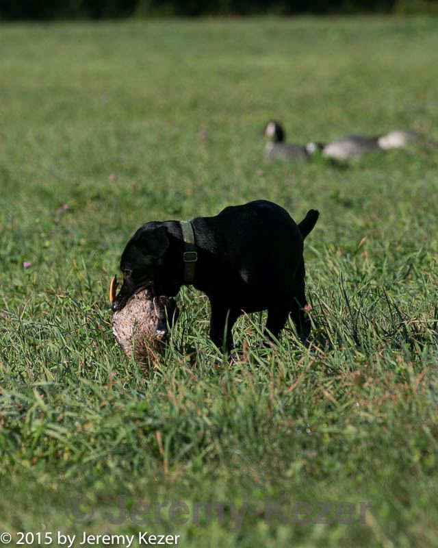 20150912-shrl-0079.jpg