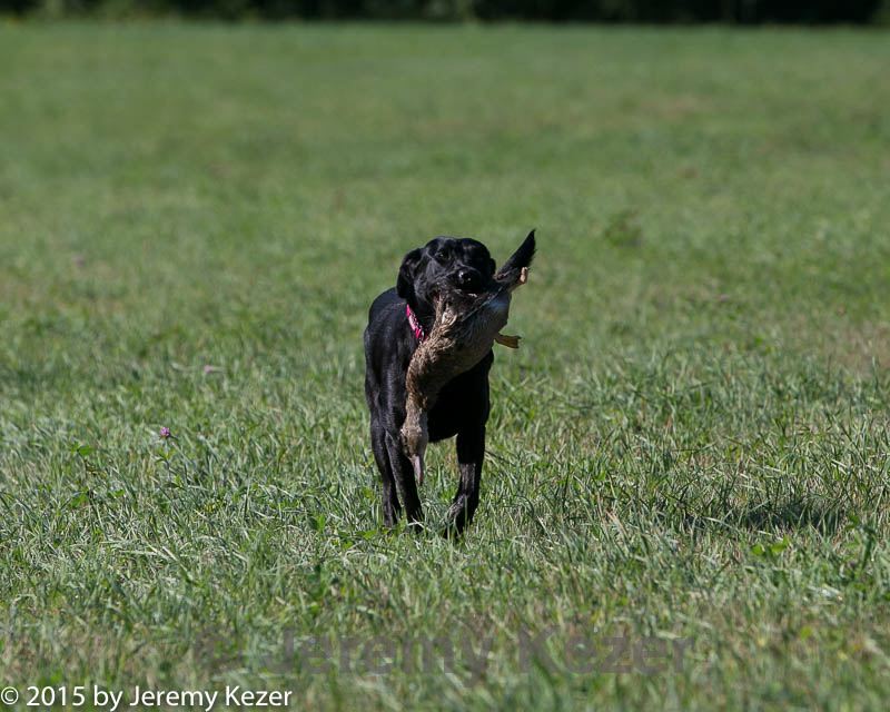 20150912-shrl-0177.jpg