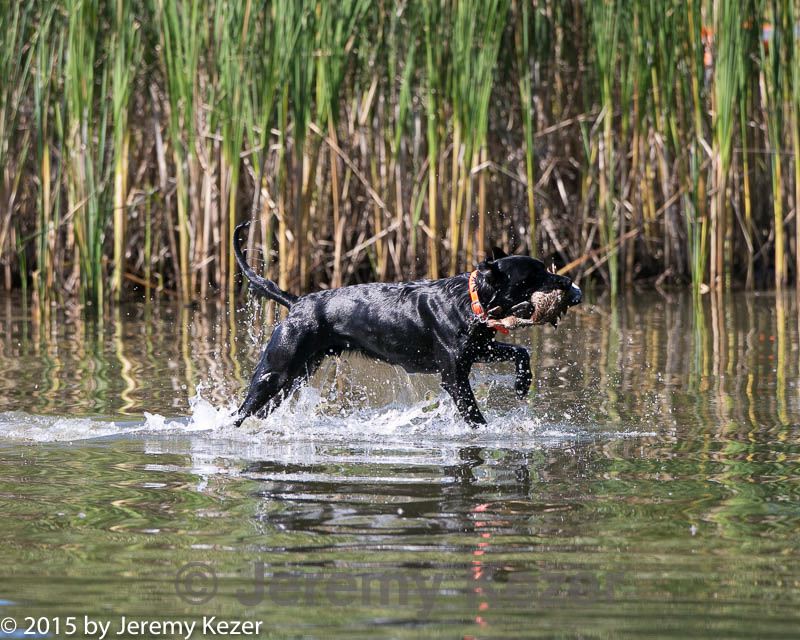 20150912-shrw-0808.jpg