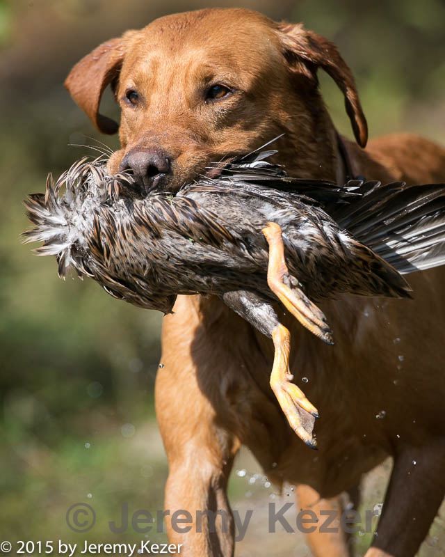 20150912-shrw-1007.jpg