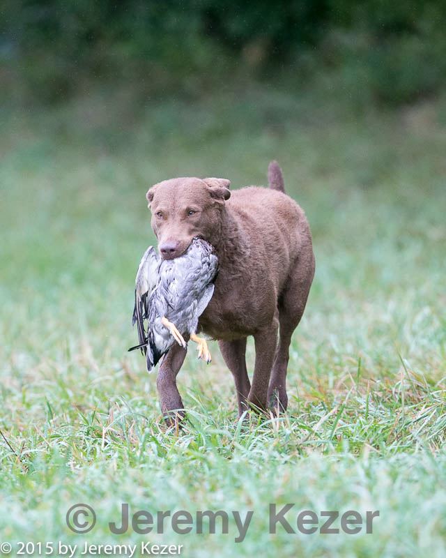 20150913-seal-0385.jpg