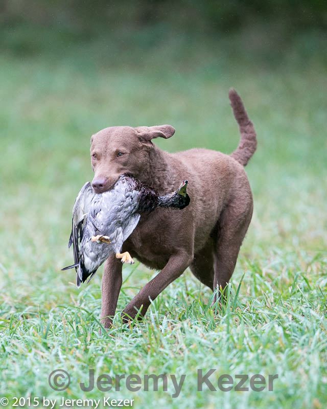 20150913-seal-0386.jpg