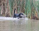20150913-seaw-0099