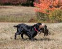20151010-wcl-0039