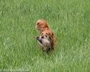 20160604-seal-0861