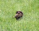 20160604-seal-1180