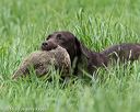 20160604-seal-1190
