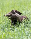20160604-seal-1209
