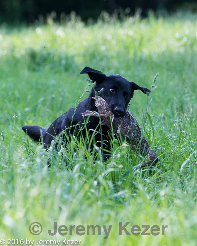 20160604-seal-0005.jpg