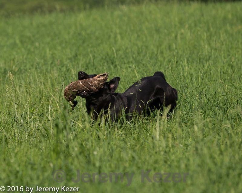 20160604-seal-0010.jpg