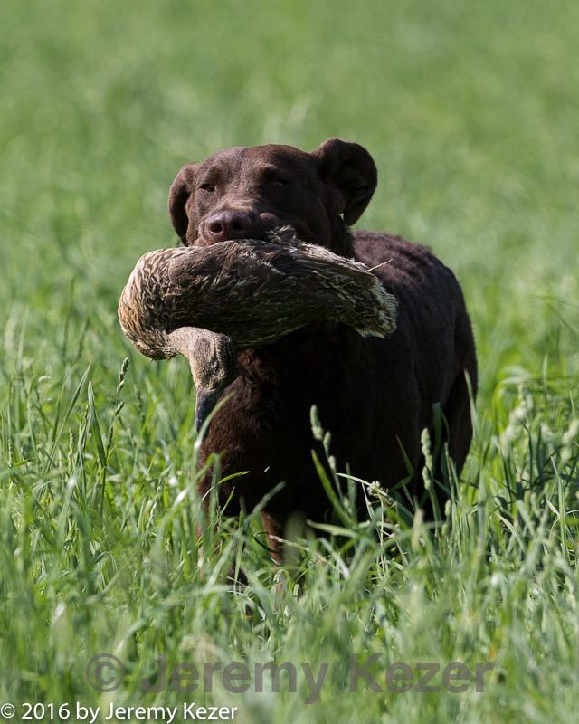 20160604-seal-0140.jpg