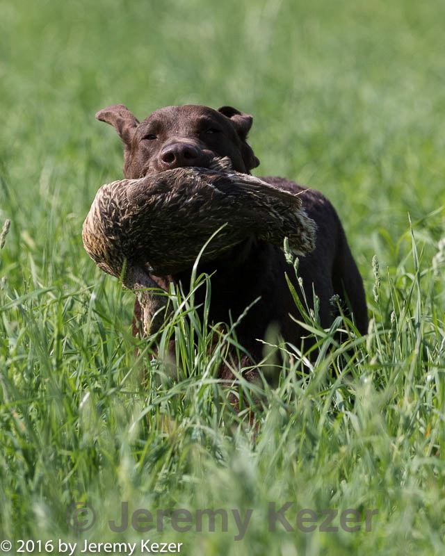 20160604-seal-0142.jpg