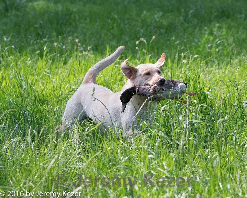20160604-seal-0158.jpg