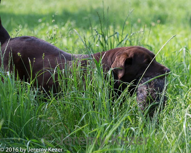 20160604-seal-0186.jpg