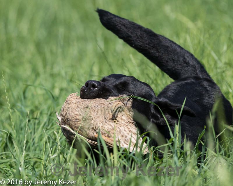 20160604-seal-0334.jpg