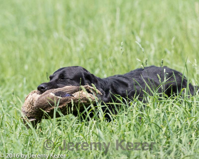 20160604-seal-0685.jpg