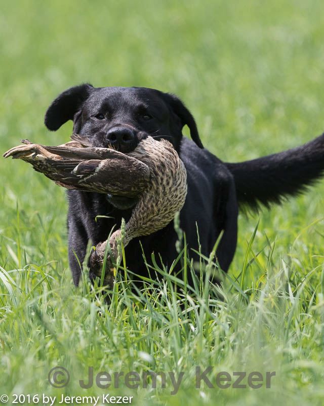 20160604-seal-0699.jpg