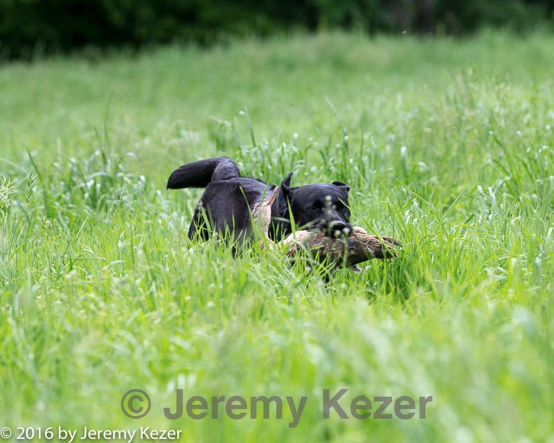 20160604-seal-0965.jpg