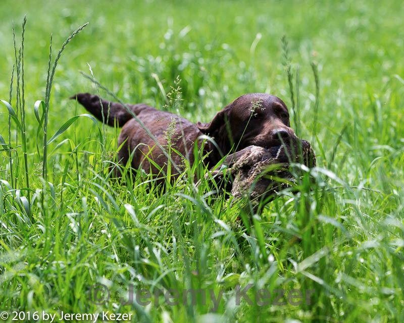 20160604-seal-1166.jpg