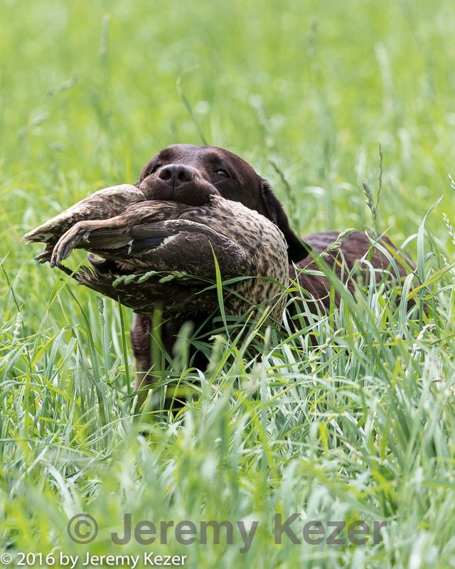 20160604-seal-1207.jpg