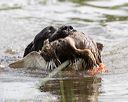 20160604-seaw-0326
