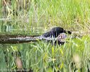 20160604-seaw-1139