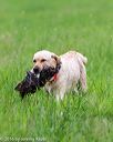 20160605-shrl-0342