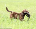 20160605-shrl-0449
