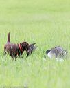 20160605-shrl-0649