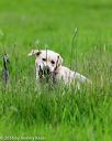 20160605-shrl-0698