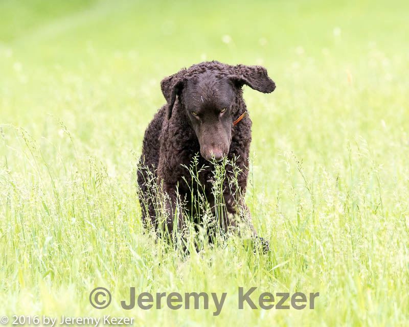 20160605-shrl-0569.jpg