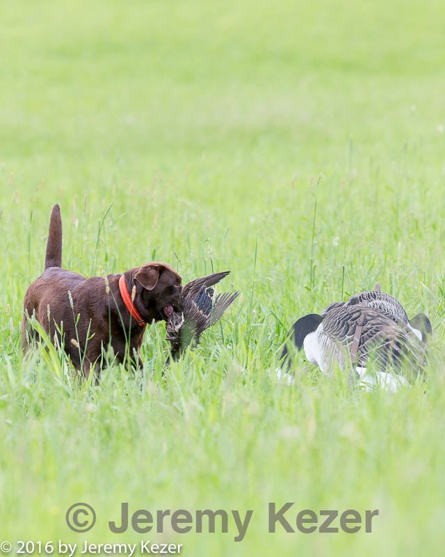 20160605-shrl-0649.jpg