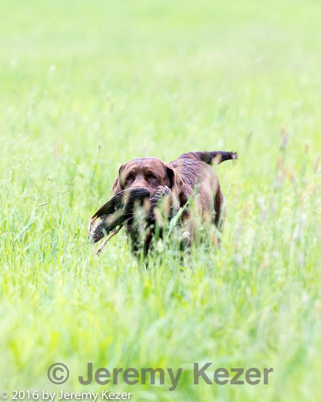 20160605-shrl-0756.jpg