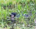 20160605-shrw-0083